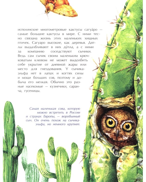 Птички-невелички. Кто на свете меньше всех