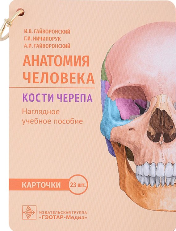 Анатомия человека. Кости черепа. Карточки + кольцо для стяжки карточек: наглядное учебное пособие