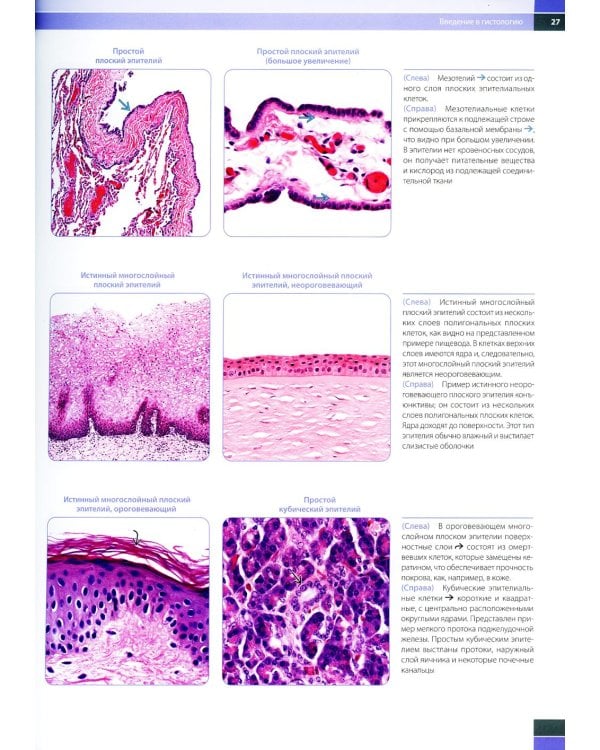 Гистология для патологоанатомов