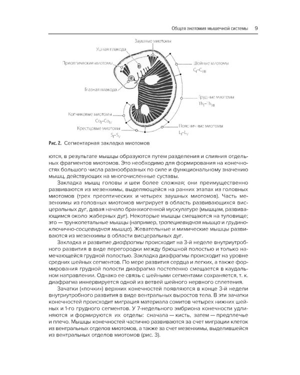 Анатомия мышц + Атлас нервно-мышечных болезней. Практическое руководство (комплект из 2-х книг)
