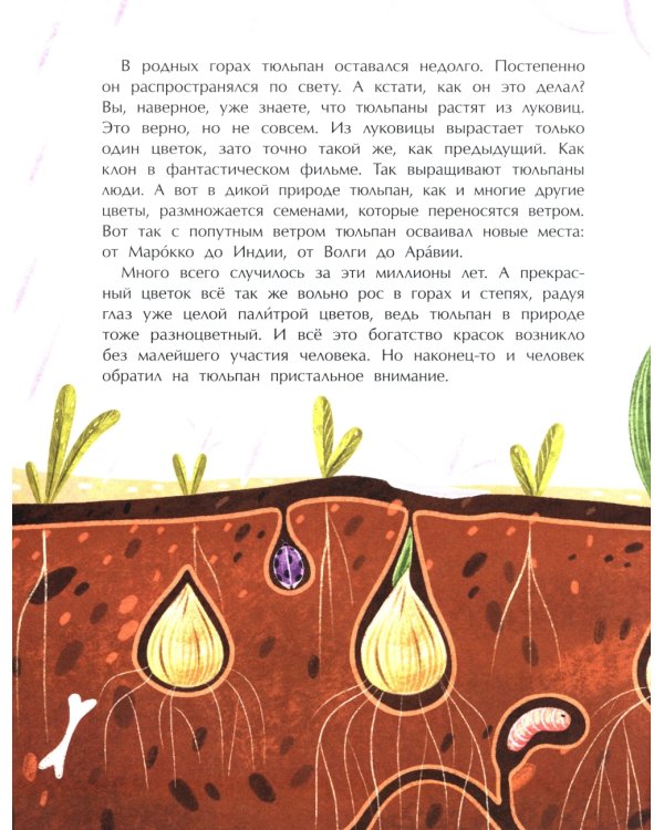 Тюльпан. Цветок султанов и мельников
