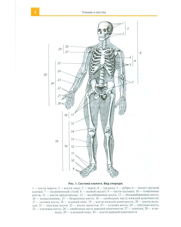 Атлас анатомии человека: Учебное пособие