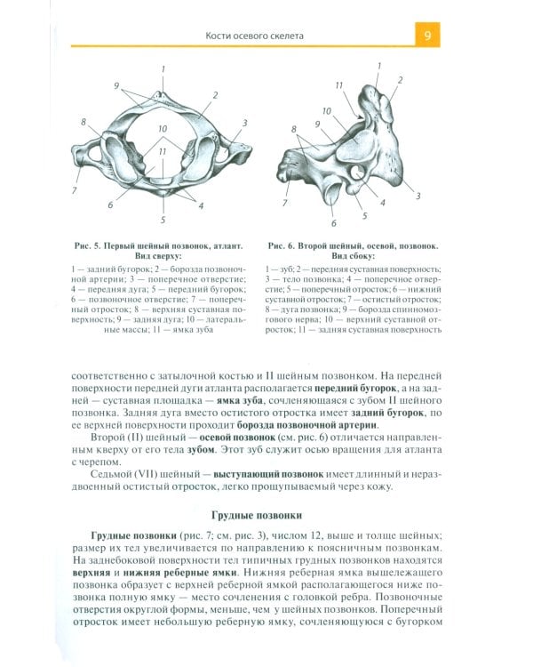 Атлас анатомии человека: Учебное пособие