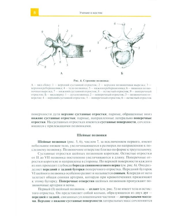 Атлас анатомии человека: Учебное пособие