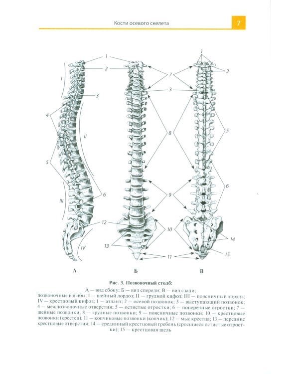 Атлас анатомии человека: Учебное пособие