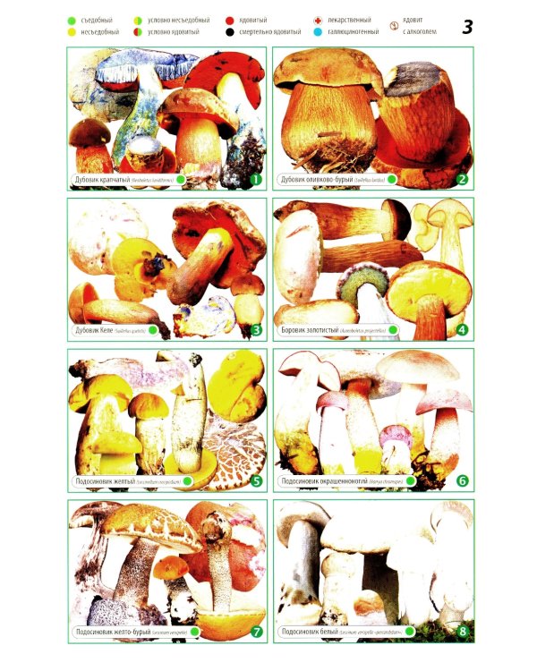 Все о грибах. Популярная энциклопедия