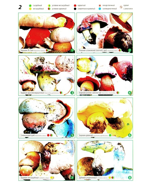 Все о грибах. Популярная энциклопедия