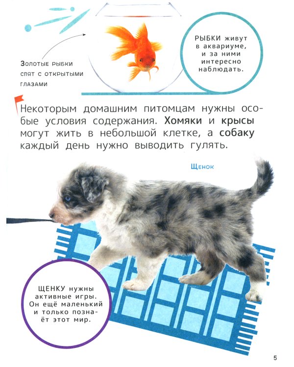 Домашние любимцы