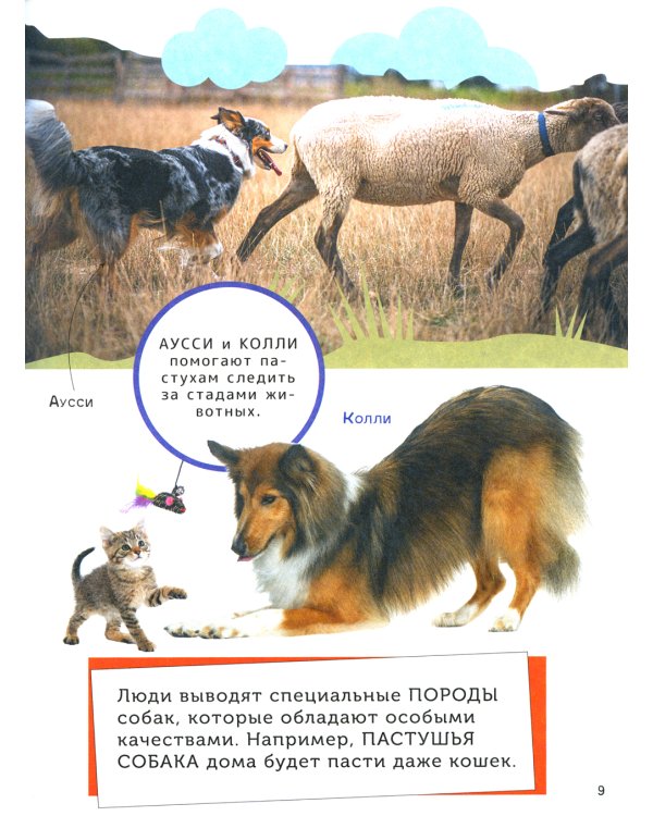 Домашние любимцы