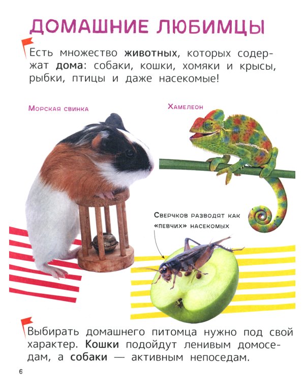 Домашние любимцы