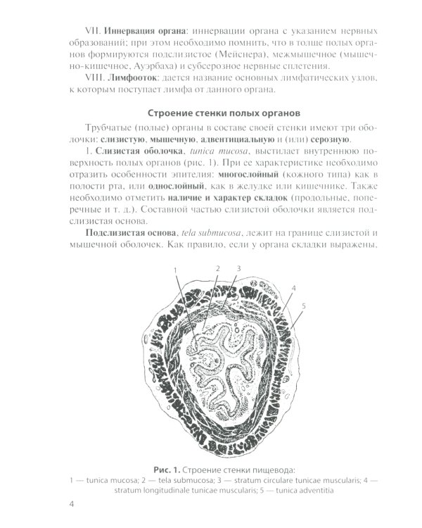 Функциональная анатомия органов пищеварительной системы (строение, кровоснабжение, иннервация, лимфоотток): Учебное пособие. 12-е изд., перераб. и доп