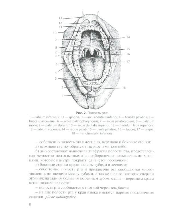 Функциональная анатомия органов пищеварительной системы (строение, кровоснабжение, иннервация, лимфоотток): Учебное пособие. 12-е изд., перераб. и доп