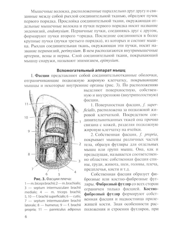 Анатомия мышечной системы (мышцы, фасции и топография): Учебное пособие. 14-е изд., перераб. и доп