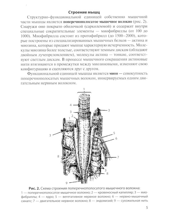 Анатомия мышечной системы (мышцы, фасции и топография): Учебное пособие. 14-е изд., перераб. и доп