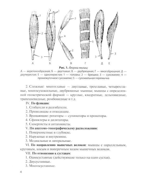 Анатомия мышечной системы (мышцы, фасции и топография): Учебное пособие. 14-е изд., перераб. и доп