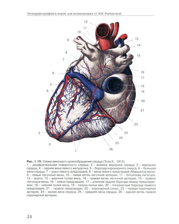 Эхокардиография в норме для начинающих от М.К. Рыбаковой