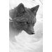 Дополнительное изображение книги «Лисья тень»