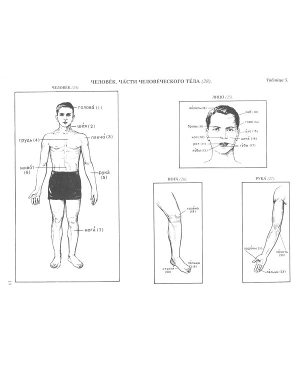 Картинный словарь русского языка. [1950-1959] (комплект из 2 кн.)