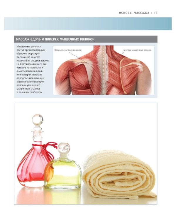 Анатомия массажа. Основы массажа нижней и верхней части тела с анатомическими иллюстрациями