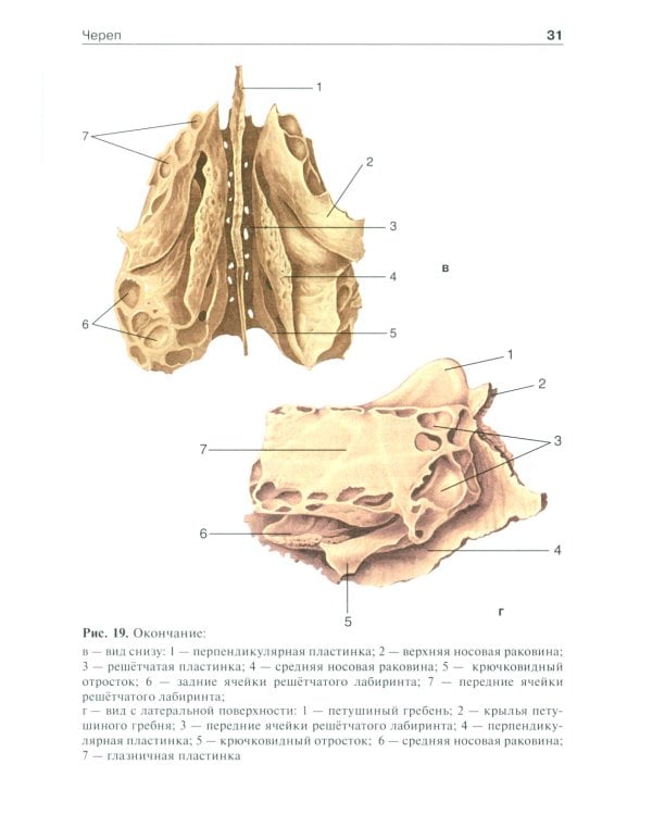 Анатомия человека: Учебник. В 2 т. Т. 1. 5-е изд., доп. и перераб