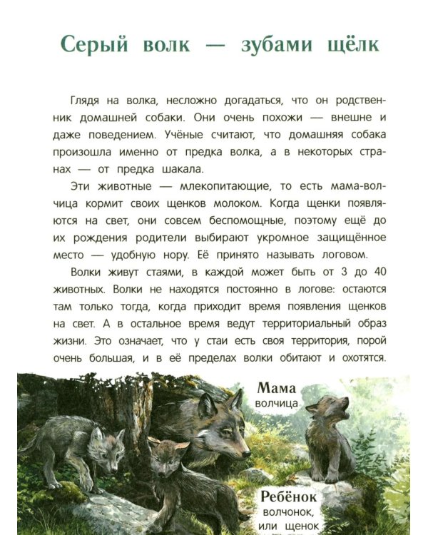 Дополнительное изображение книги «Лисенок? Щенок! Лесные семьи: факты и игры»