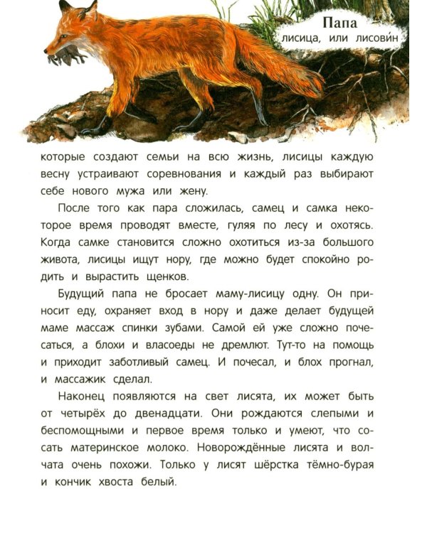 Дополнительное изображение книги «Лисенок? Щенок! Лесные семьи: факты и игры»
