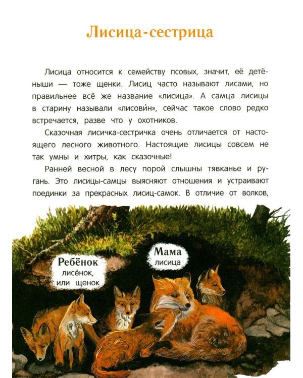 Дополнительное изображение книги «Лисенок? Щенок! Лесные семьи: факты и игры»
