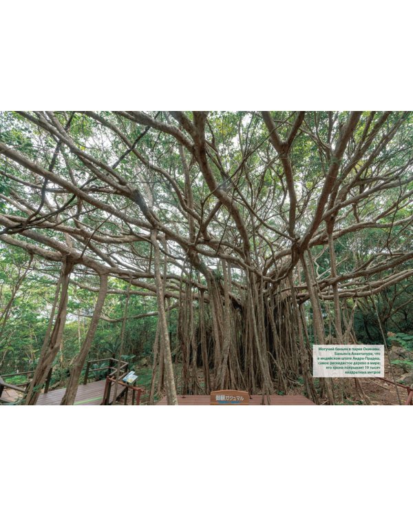 Викка. Зеленая магия, растения и ритуалы