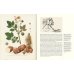 Дополнительное изображение книги «Выдающиеся растения, которые изменили нашу жизнь»