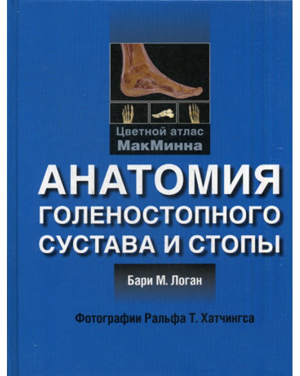 Анатомия голеностопного сустава и стопы
