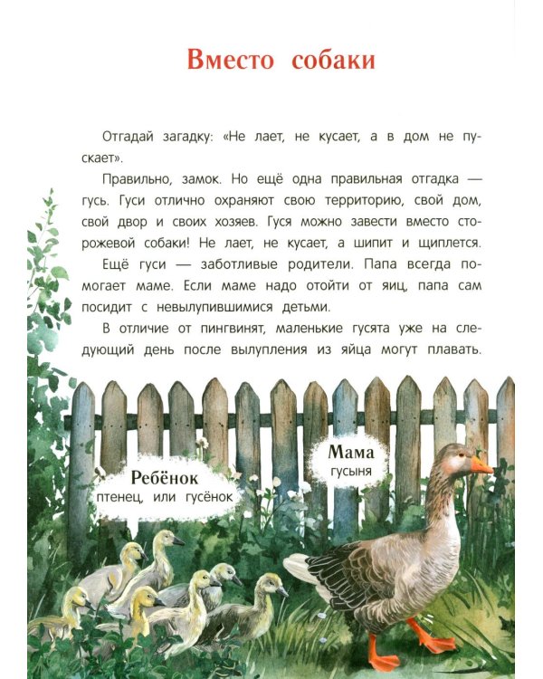 Павлиненок? Цыпленок! Крылатые семьи: факты и игры