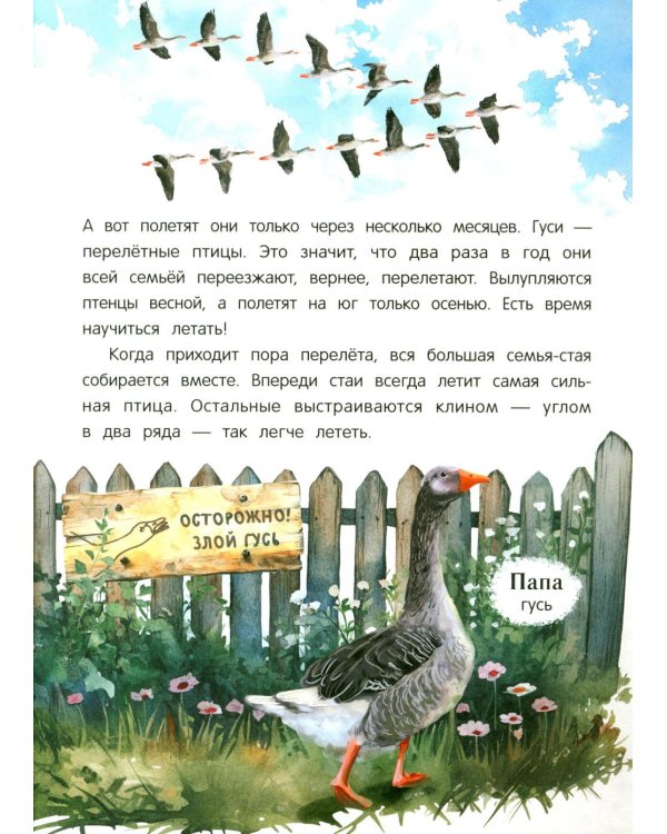 Павлиненок? Цыпленок! Крылатые семьи: факты и игры