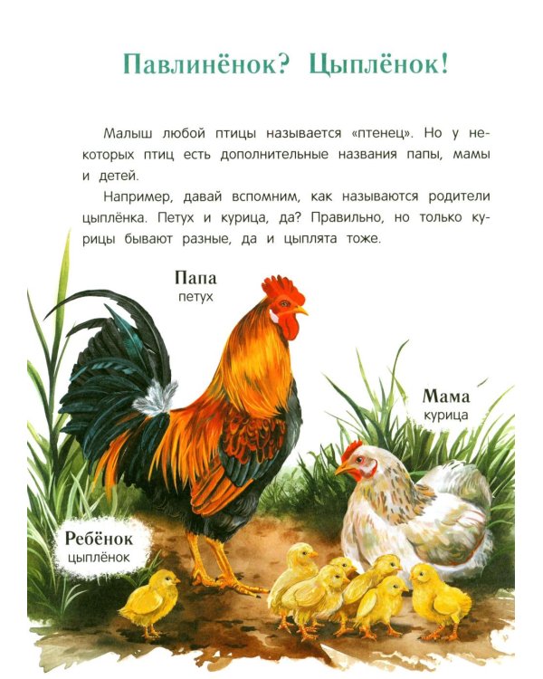 Павлиненок? Цыпленок! Крылатые семьи: факты и игры