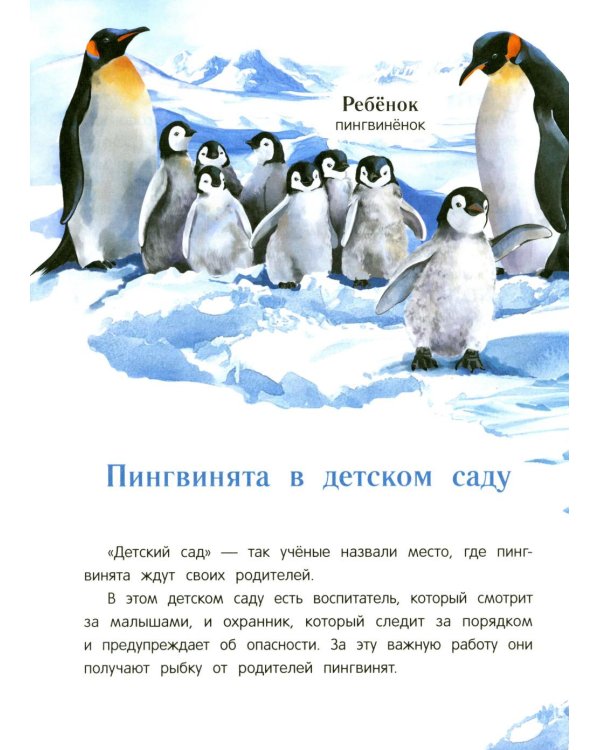 Павлиненок? Цыпленок! Крылатые семьи: факты и игры