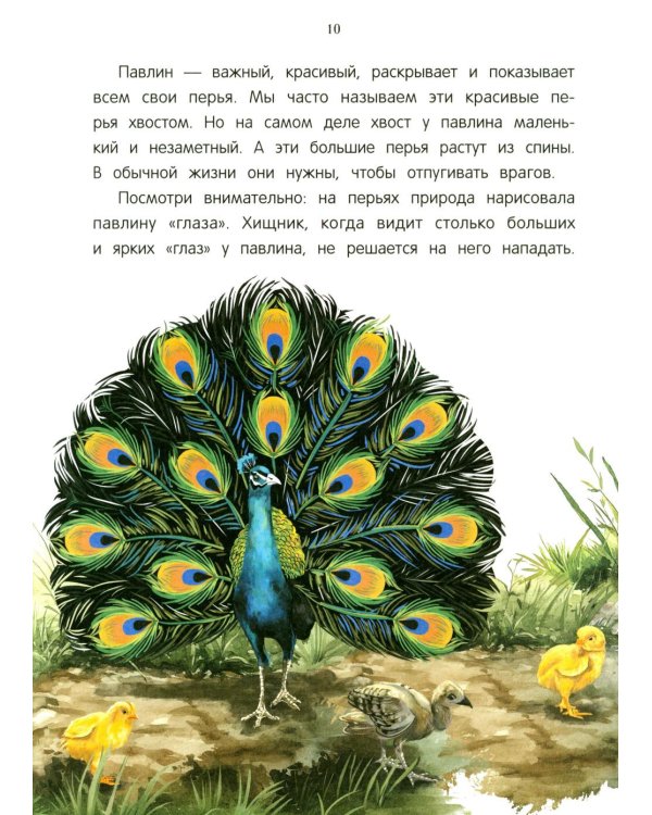 Павлиненок? Цыпленок! Крылатые семьи: факты и игры
