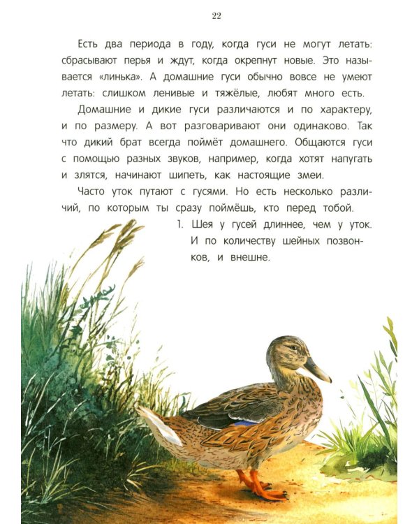 Павлиненок? Цыпленок! Крылатые семьи: факты и игры