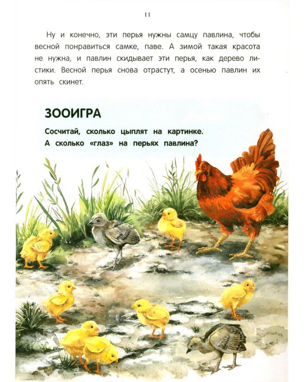 Павлиненок? Цыпленок! Крылатые семьи: факты и игры