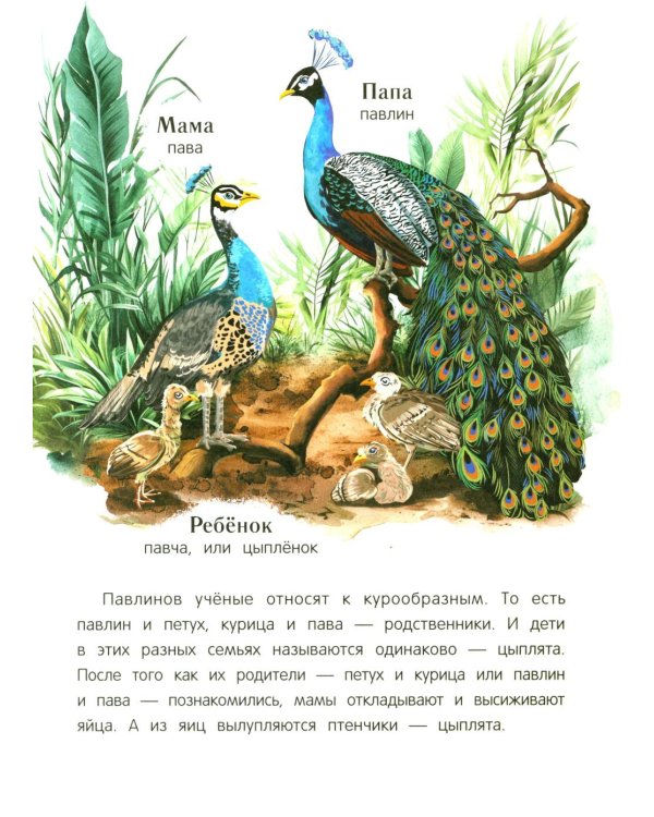 Павлиненок? Цыпленок! Крылатые семьи: факты и игры