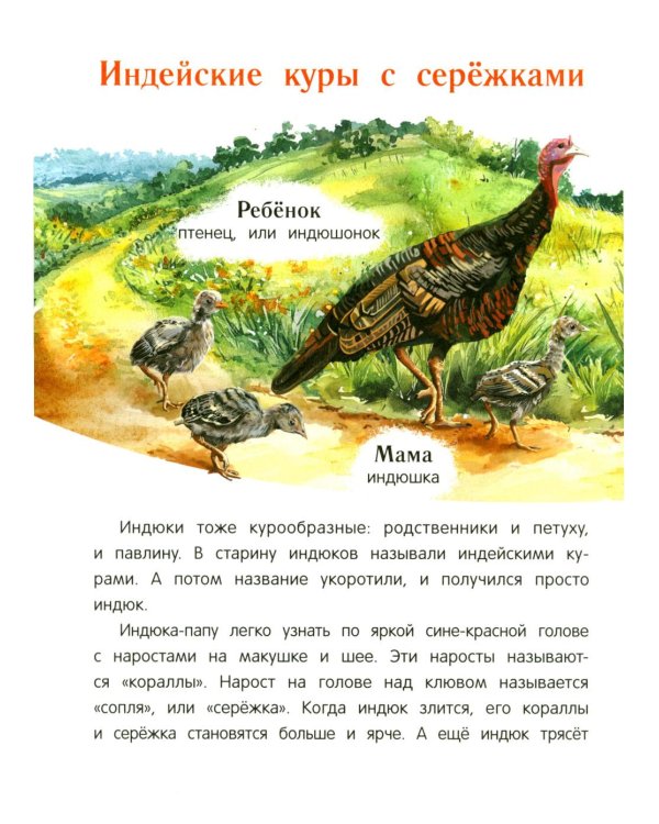 Павлиненок? Цыпленок! Крылатые семьи: факты и игры