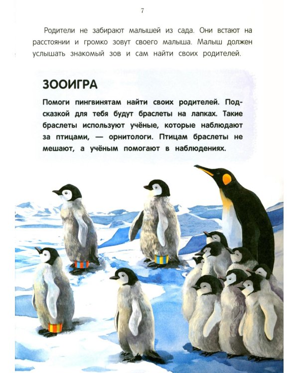 Павлиненок? Цыпленок! Крылатые семьи: факты и игры