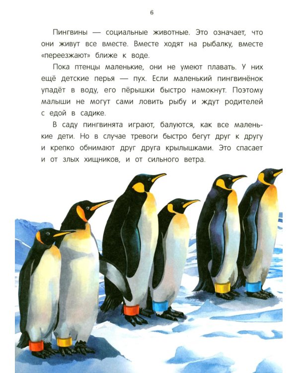 Павлиненок? Цыпленок! Крылатые семьи: факты и игры