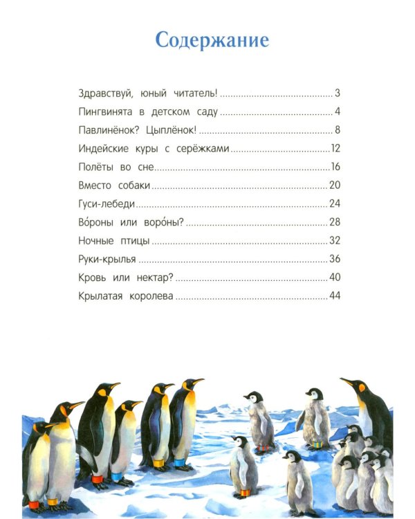 Павлиненок? Цыпленок! Крылатые семьи: факты и игры