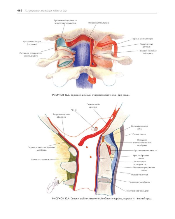 Хирургическая анатомия головы и шеи. В 2 ч (комплект из 2 кн)