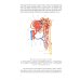 Анатомия человека. В 2 кн. Кн. 2. (на англ. языке): Учебное пособие. 2-е изд