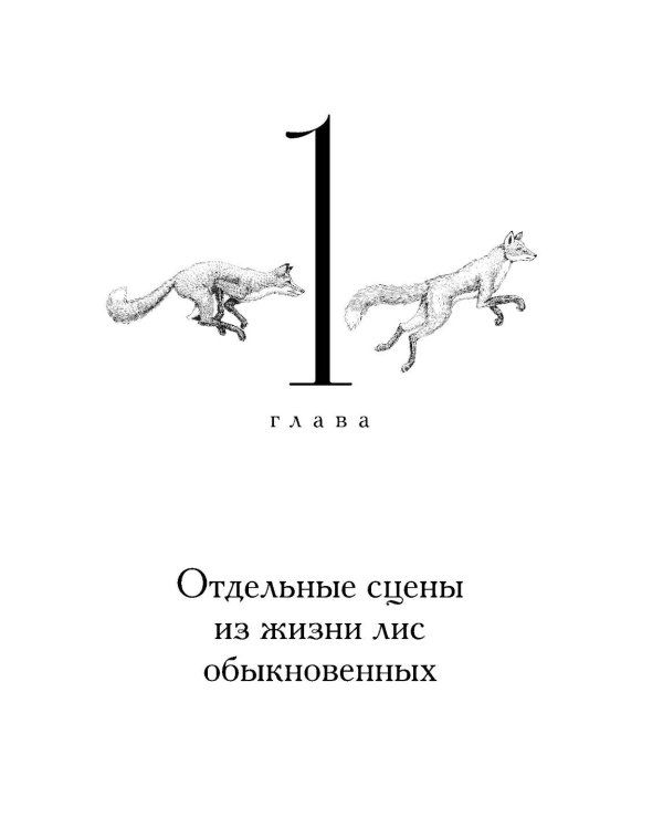 Лисы не строят нор: роман