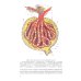 Анатомия человека. В 2 кн. Кн. 2. (на англ. языке): Учебное пособие. 2-е изд