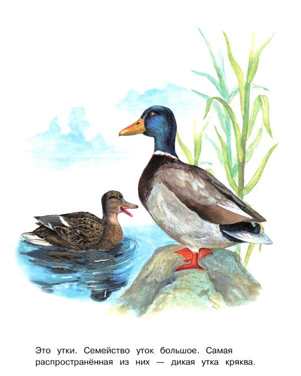 Птицы: раскраска