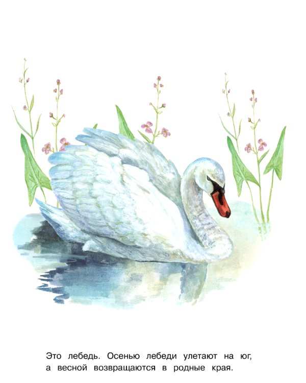 Птицы: раскраска