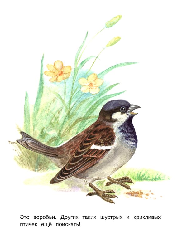 Птицы: раскраска