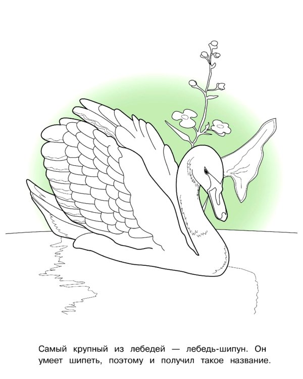 Птицы: раскраска